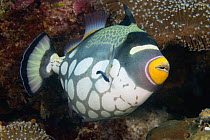 Clown triggerfish (Balistoides conspicillum) and cleaner wrasse, Indonesia.