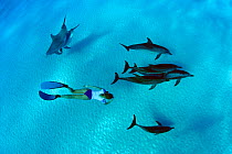 Freediver swimming with Atlantic bottlenose dolphins (Tursiops truncatus) and Atlantic spotted dolphins (Stenella frontalis / plagiodon), Bahamas Bank, Caribbean.
