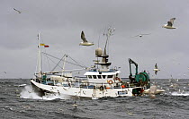 Seagulls surround the Inverness-registered fishing vessel "Tranquility" heading out for the North Sea Haddock fishing grounds, July 2005.