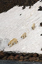 Polar bear (Ursus maritimus) with two cubs descending a steep, icy slope to the water's edge, Spitsbergen, Norway.