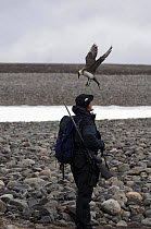 Crew member of Superyacht "Adele" carrying gun, being mobbed by an Arctic skua (Stercorarius parasiticus), Spitsbergen, in Norway's Arctic Circle.
