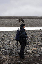 Crew member of Superyacht "Adele" carrying gun, being mobbed by an Arctic skua (Stercorarius parasiticus), Spitsbergen, in Norway's Arctic Circle.