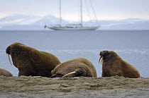 Walruses (Odobenus rosmarus) on beach, Spitsbergen, Norway. Superyacht "Adele" is anchored in the background.