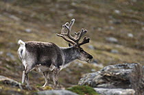 Reindeer (Rangifer tarandus) roaming coast of Spitsbergen, Svalbard, Norway.