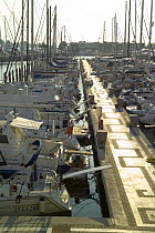 Yachts moored in a marina. Porto di Roma, Fiumicino, Rome, Italy.