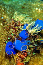 Colony of Tunicates (Clavelina lepadiformis), Balicasag Island, Philippines.