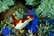 Nudibranch (Phyllidia sp.) on a colony of Tunicates (Clavelina lepadiformis). Balicasag Island, Philippines.