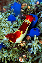 Colourful Nudibranch (Phyllidia sp.) on a colony of Tunicates (Clavelina lepadiformis). Balicasag Island, Philippines.