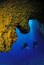 Two divers at the entrance of Grotta della Madonnina (The cave of the small Madonna), Sardinia. The walls in the entrance are completely covered with orange Asteroides Calycularis. Model released.