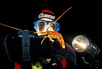 Spiny lobster (Panulirus elephas) on arm of diver in the entrance to Falco cave, Sardinia, Italy.