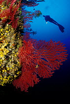 Fan Coral (paramuricea clavata) and diver, Capo Caccia, Sardinia, Italy.
