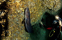 Diver and Conger eel (Conger conger) in Nereo Cave, Capo Caccia, Alghero, Sardinia, Italy.