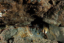 European lobster (Homarus gammarus) in Deer Cave (Grotta dei Cervi), Alghero, Sardinia.