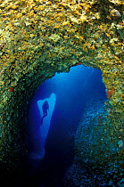 Diver in entrance to Nereo cave (Grotta di Nereo), with yellow cave coral (Leptosammia pruvoti) in the foreground. Capo Caccia, Alghero, Sardinia, Italy.  Model released.