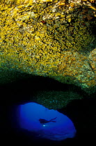 Diver seen at entrance to Nereo cave (Grotta di Nereo), with yellow cave coral (Leptosammia pruvoti) in the foreground. Capo Caccia, Alghero, Sardinia, Italy.  Model released.