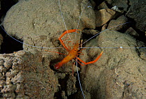 Golden coral shrimp (stenopus spinosus) in Deer cave (grotta dei Cervi), Sardinia, Italy.