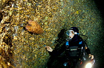 Diver looking at Mediterranean / Spanish slipper lobster (Scyllarides latus) in Nereo Cave (Grotta di Nereo), Sardinia, Italy. Model released.