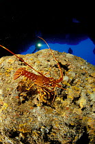 Spiny lobster (Panulirus elephus) and divers in entrance to Falco Cave, Sardinia, Italy.