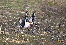 Male lapwing (vanellus vanellus) attracting female with mating dance. Dorset, England, UK.
