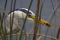 Grey heron (Ardea cinerea) hunting in reeds, with small fresh water shrimp in beak. UK.