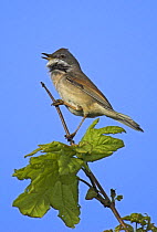 Whitethroat (Sylvia communis) singing from a tree branch in Dorset, England.