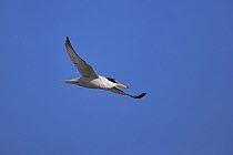Little tern (Sternula albifrons) in flight over Hayling Island, Hampshire.