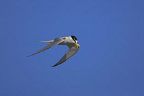 Little tern (Sternula albifrons) in flight over Hayling Island, Hampshire.