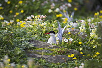 Arctic tern (Sterna paradisaea) sitting on rock amongst white sea campion (Siline latifolia), Isle of May, Scotland. (Permission of SNH.)