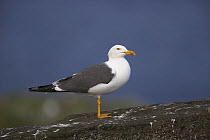 Lesser black backed gull (Larus fuscus) on rock. Isle of May, Scotland.