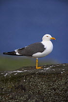 Lesser Black Backed Gull (Larus fuscus) on rock. Isle of May, Scotland.