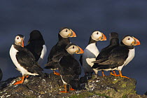 Group of puffins (Fratercula arctica) on a coastal rock with a single razorbill (Alca torda), Isle of May, Scotland (By permission of SNH).