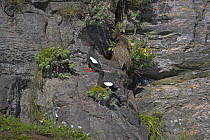 Black guillemots (Cepphus grylle) calling from cliff nesting site, Norway.