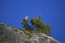 White tailed sea eagle (Haliaeetus albicilla) perched on fir tree on a coastal cliff top in Norway.