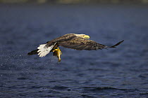 White tailed sea eagle (Haliaeetus albicilla) with a fresh fish caught in its talons, Norway.