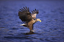 White tailed sea eagle (Haliaeetus albicilla) flying low and fishing, Norway.