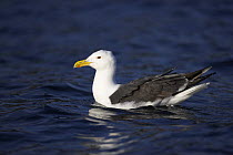 Great black backed gull (Larus marinus) on water, Norway.