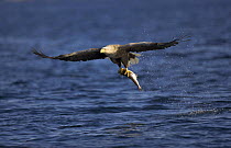 White tailed sea eagle (Haliaeetus albicilla) in flight, having just caught a fish, Norway.