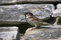 House sparrow (Passer domesticus) calling on the roof of a house in Dorset, England.