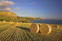 Round hay bales in a field below Houns-tout cliff, looking towards St Albans Head in the distance, Dorset. Jurassic Coast World Heritage Site. September 2006.