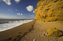 Sea Cliffs and beach at Burton Bradstock, Dorset. Jurassic Coast World Heritage Site, September 2005.