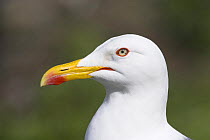 Lesser black backed gull (Larus fuscus) profile, Isle of May, Scotland.