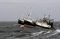 Pair fishing trawlers motoring alongside each other to haul their nets, North Sea.