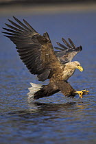 White tailed sea eagle (Haliaeetus albicilla) swooping to catch a fish, Norway.