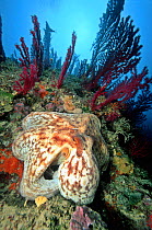 Octopus (Octopus vulgaris) and Red Gorgonians (Lophogorgia chilensis) in Italy's Tremiti Islands, off the Adriatic coast.