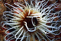 Mouth of a Tube anemone (Cereanthus sp.) off Calabria, Italy.