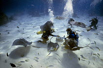 Divers feeding Stingrays (Dasyatidae) at Stingray City, Grand Cayman Island, Caribbean.