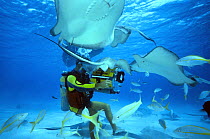 Diver filming Stingrays (Dasyatidae) at Stingray City, Grand Cayman Island, Caribbean.