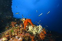 Starfish (Astropecten sp.) on coral off Capo Taormina (Catania), Sicily.
