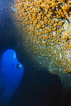 Diver in Azure Cave (Grotta Azzurra), Marina di Camerota, Campania, Italy.