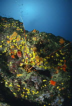 European spiny lobster (Palinurus elephus) on rocks, Marina di Camerota, Campania, Italy.